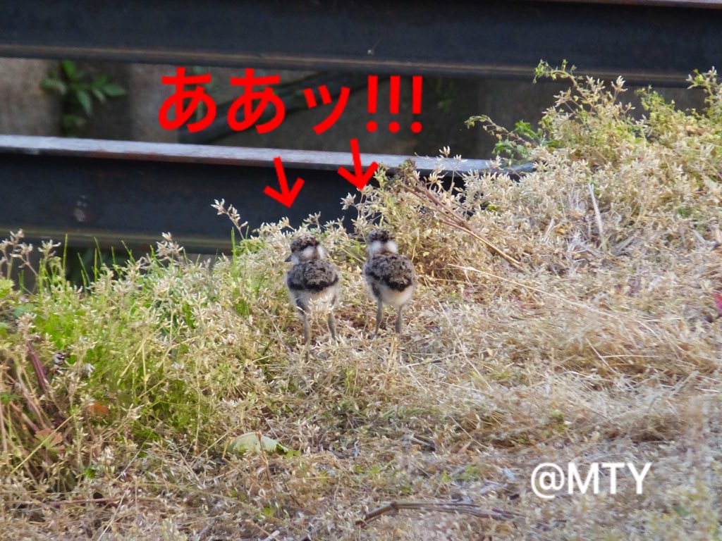 もとゆきこ ペン画 ケリ 子育て6日目 発見より6日経過 隣の田んぼまで歩けるように 親ケリが鳴くと 急いで細い鉄骨を渡って親の元へ 歩く速度もかなり速くなった これからが楽しみだなぁ 野鳥 ケリ 雛 子育て 留鳥 初列風切 次列