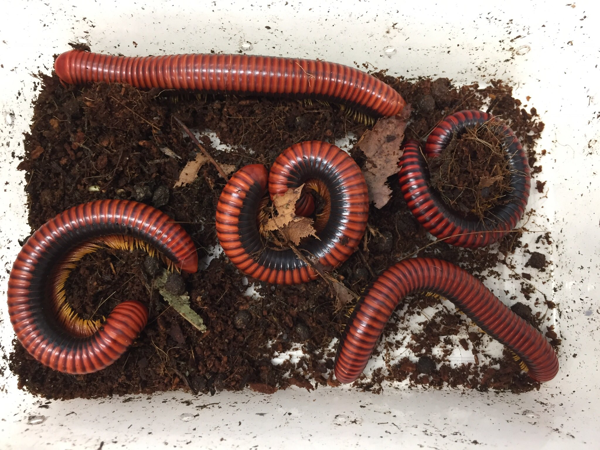 かねだい伊勢原店 総合編 犬 猫 小動物入荷速報 Sale告知など A Twitter マラガシーファイアーミリピードが来ました いい赤色ですね ヤスデはエサが葉っぱや腐葉土が使えるので 実はかなり飼育がしやすい奇虫でなのではないでしょうか かねだい 虫 奇