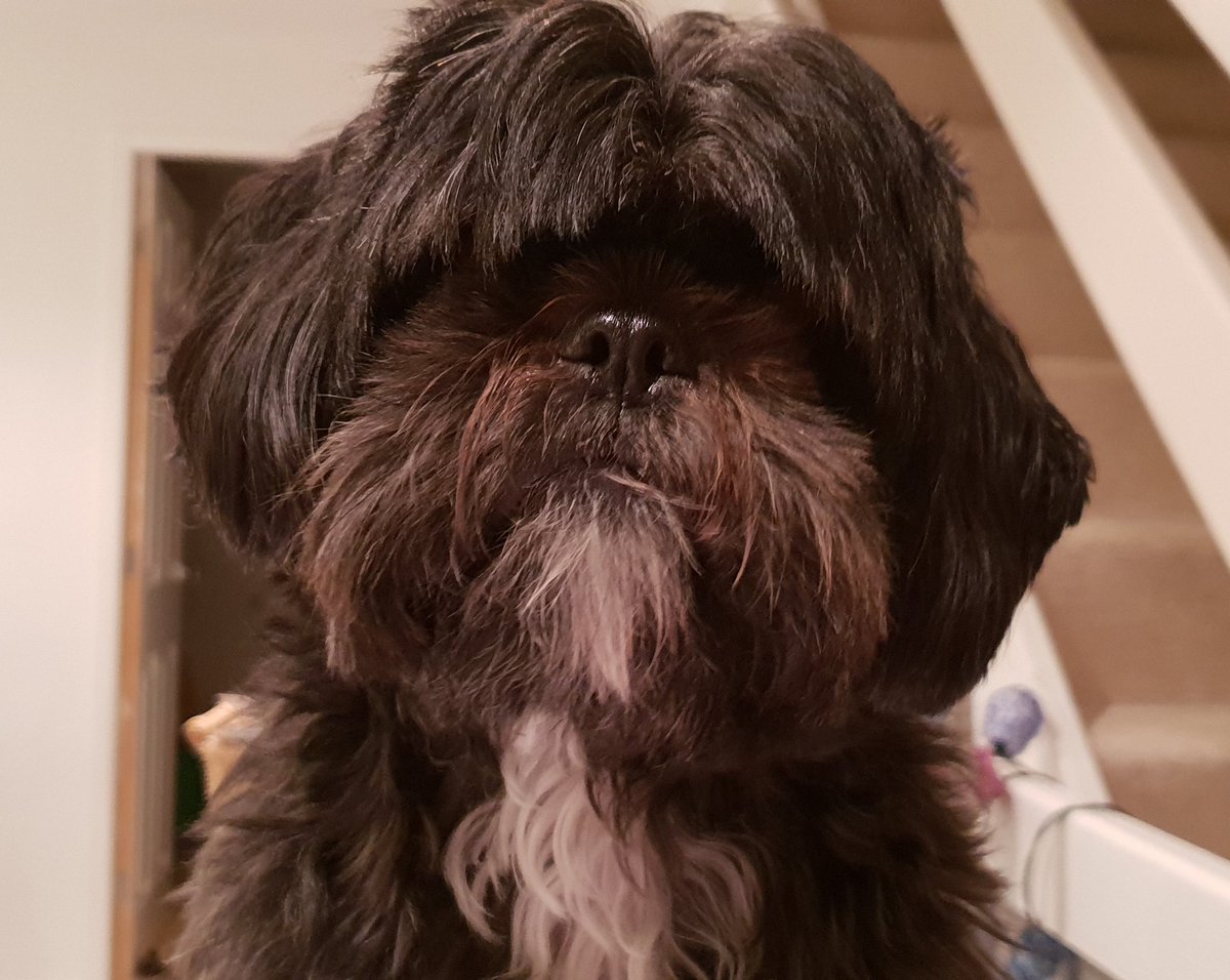 WendyHynan's tweet photo. Someone is in desperate need of a haircut #BadHairDay #ShihTzuProblems #ShihTzu https://t.co/vVcZcJ6vQQ