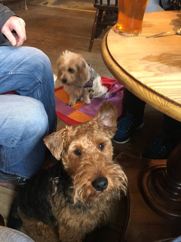camrasmith's tweet photo. Another Ale delivery tour. The Hopbine with welsh terrier Cymra and The Champ, King St Cambridge https://t.co/pdPh1AMFb1