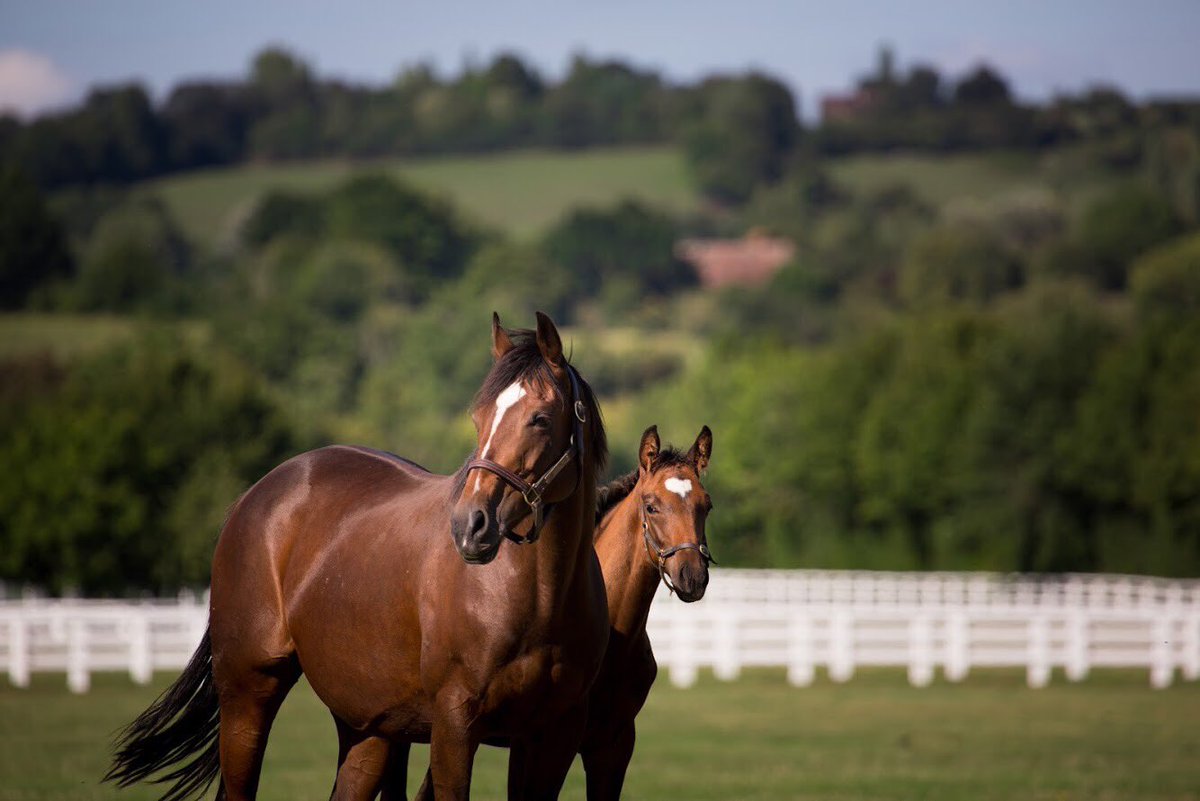 AgaKhanStuds's tweet photo. Balannjar (#RedoutesChoice), a half-brother to Gr.1 winnner Bayrir, wins the Prix Munet on debut at @LyonHippodromes today for the Aga Khan silks. He is pictured here as a foal with his dam Balankiya at Haras de St Crespin. #Promising3yo #Greatstart https://t.co/sLLrWSAg9R