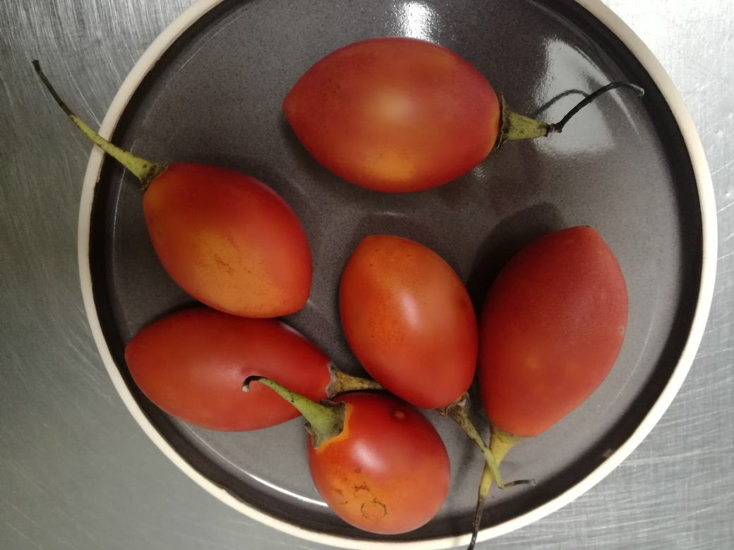 cecifama's tweet photo. en #LaPlata x estos días puede probarse el #chilto en @somos_CARNE y #Atelier... un tomate agridulce de árbol originario de las yungas del #NOA que las familias recolectan con gran sacrificio... el @intaargentina está trabajando en su  domesticación 🍅 https://t.co/CuTfYHWGSQ