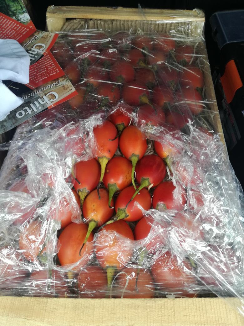 cecifama's tweet photo. en #LaPlata x estos días puede probarse el #chilto en @somos_CARNE y #Atelier... un tomate agridulce de árbol originario de las yungas del #NOA que las familias recolectan con gran sacrificio... el @intaargentina está trabajando en su  domesticación 🍅 https://t.co/CuTfYHWGSQ