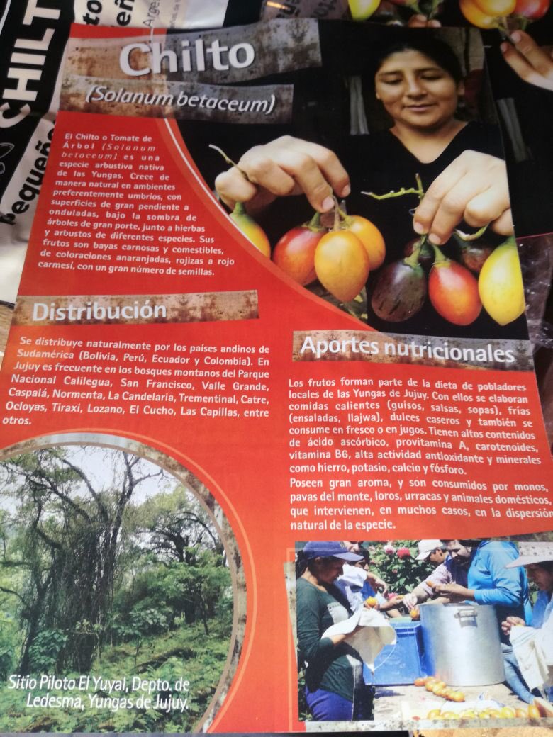 cecifama's tweet photo. en #LaPlata x estos días puede probarse el #chilto en @somos_CARNE y #Atelier... un tomate agridulce de árbol originario de las yungas del #NOA que las familias recolectan con gran sacrificio... el @intaargentina está trabajando en su  domesticación 🍅 https://t.co/CuTfYHWGSQ