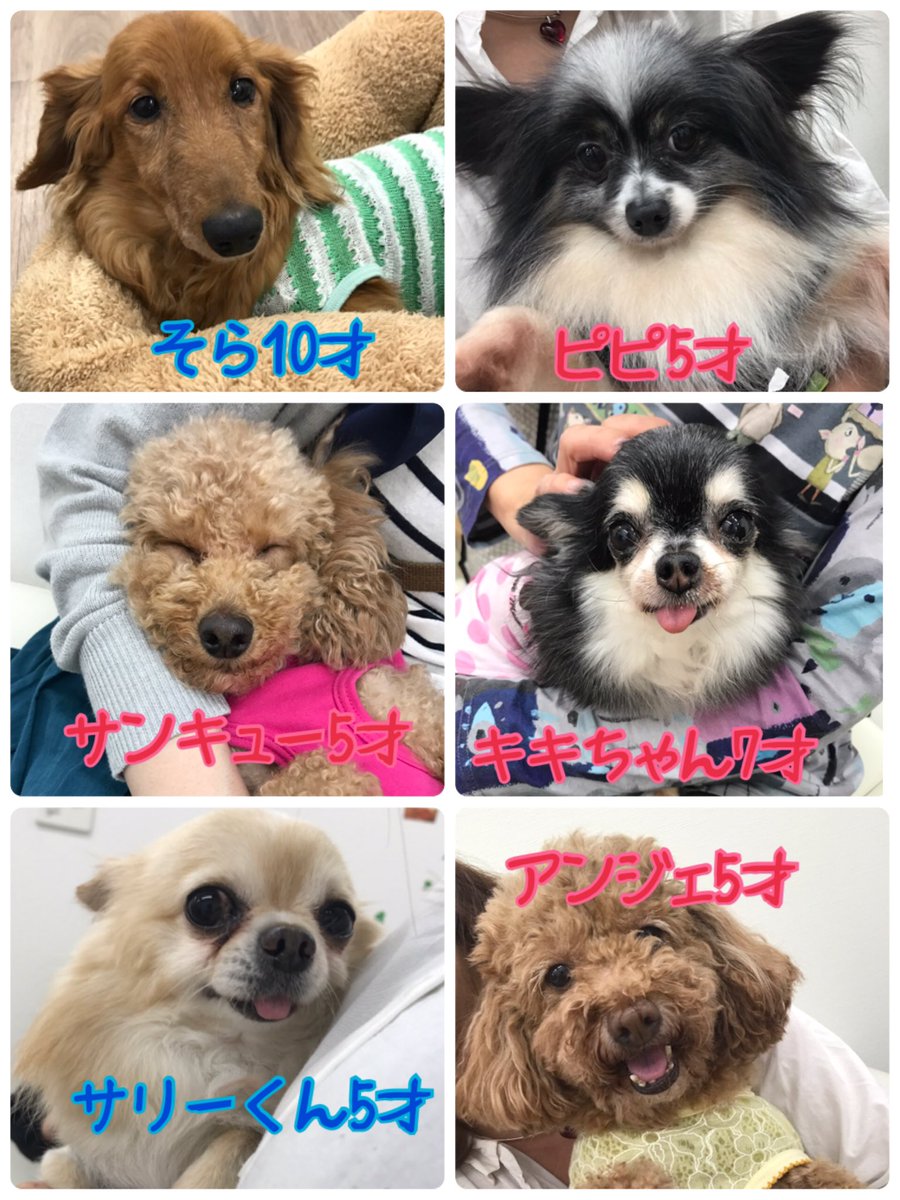 保護犬カフェ 保護猫カフェ 寺田町店 Su Twitter 明日の里親募集メンバー 保護犬カフェ 保護猫カフェ 保護犬 保護猫 ドッグカフェ ネコカフェ 里親募集中 里親募集 大阪 拡散希望 犬のいる暮らし 猫のいる暮らし 寺田町 保護犬カフェ寺田町店 殺 保護犬カフェ 保護猫カフェ 寺田町店 Su Twitter 明日の里親募集メンバー 保護犬カフェ 保護猫カフェ 保護犬 保護猫 ドッグカフェ ネコカフェ 里親募集中 里親募集 大阪 拡散希望 犬のいる暮らし 猫のいる暮らし 寺田町 保護犬カフェ寺田町店 殺
