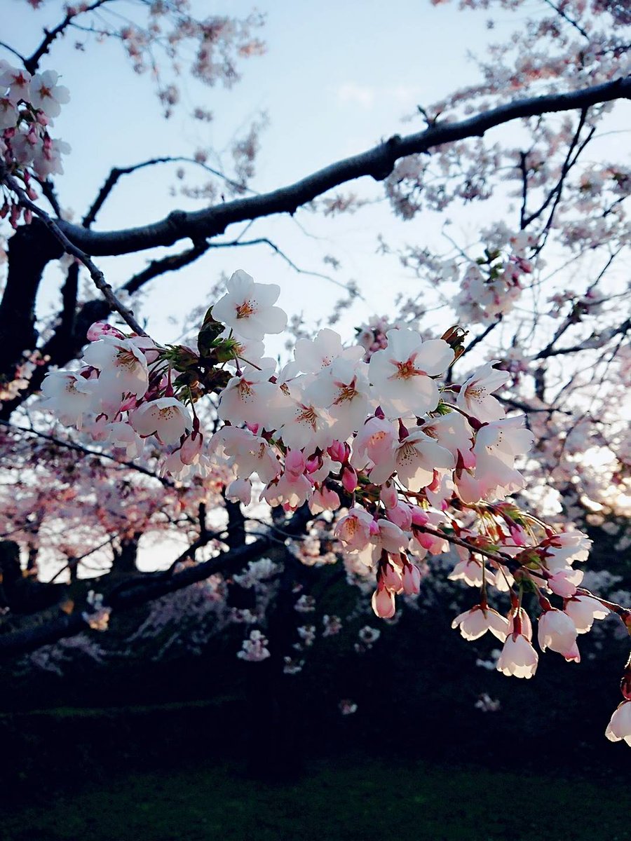 茉奈☆彡 tweet media