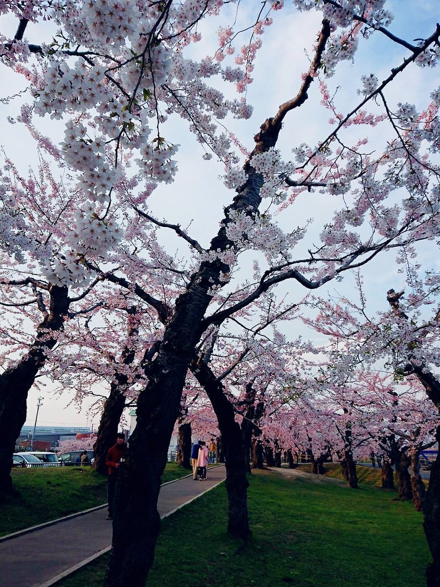 茉奈☆彡 tweet media