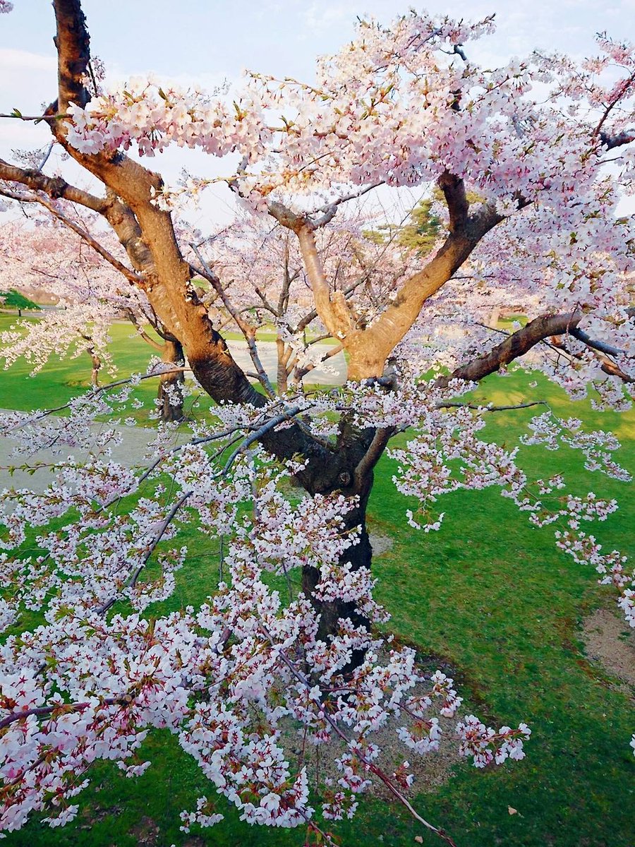 茉奈☆彡 tweet media