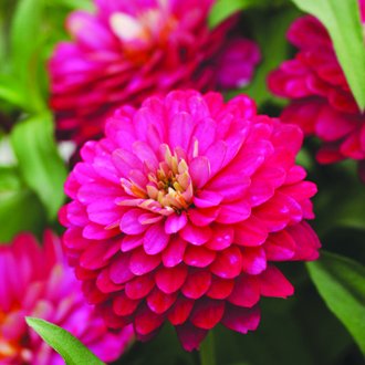 世界の花図鑑 ジニア 百日草とも呼ばれる花 鮮やかな色彩が時間が経っても失われないため 百日間楽しめる花 として百日草と呼ばれています 時が過ぎてゆくにしたがって会えない人を想う花でもあり 花言葉は 遠い友を思う T Co