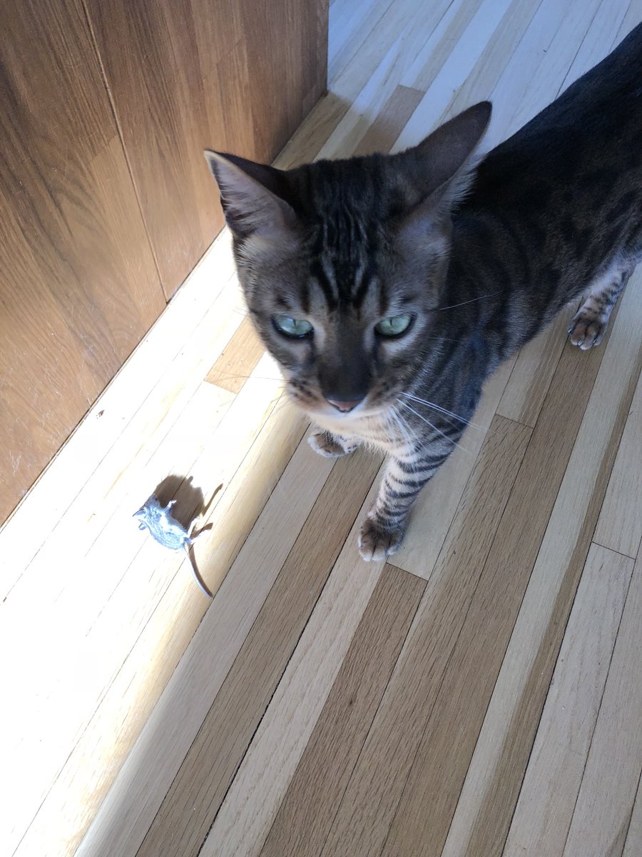 LilLeopardSpots's tweet photo. I got a mouse. I brought the mouse to mum. I brought the mouse inside the house. Mum does not seem as proud of me as I expected?? -Edmund https://t.co/ClCqED681x