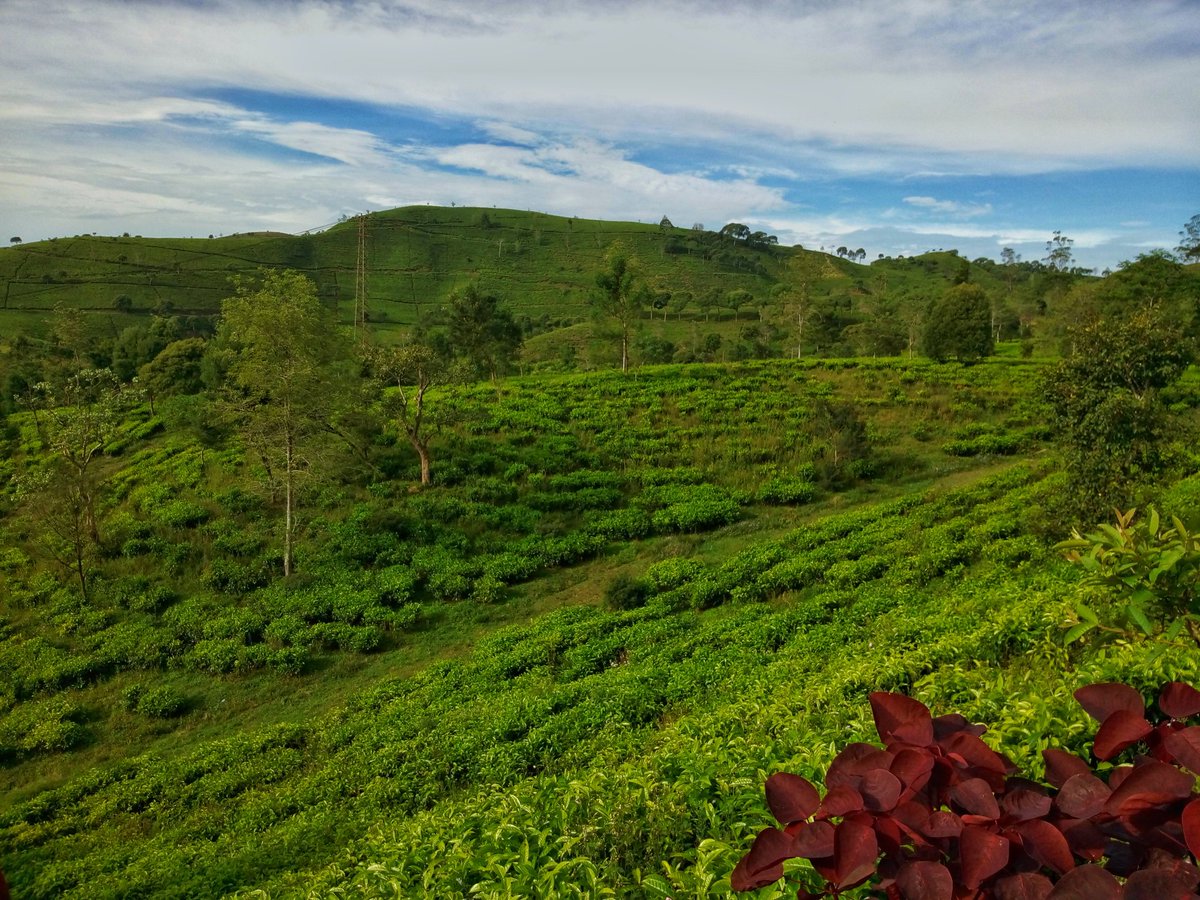 kitingfield's tweet photo. Beberapa gambar dari perkebunan teh di Cukul, Pangalengan, Bandung. Pemandangannya indah. Difoto pakai @wikoindonesia diedit dengan Snapseed. #ViewIndonesia https://t.co/ji2Zg5CdWt