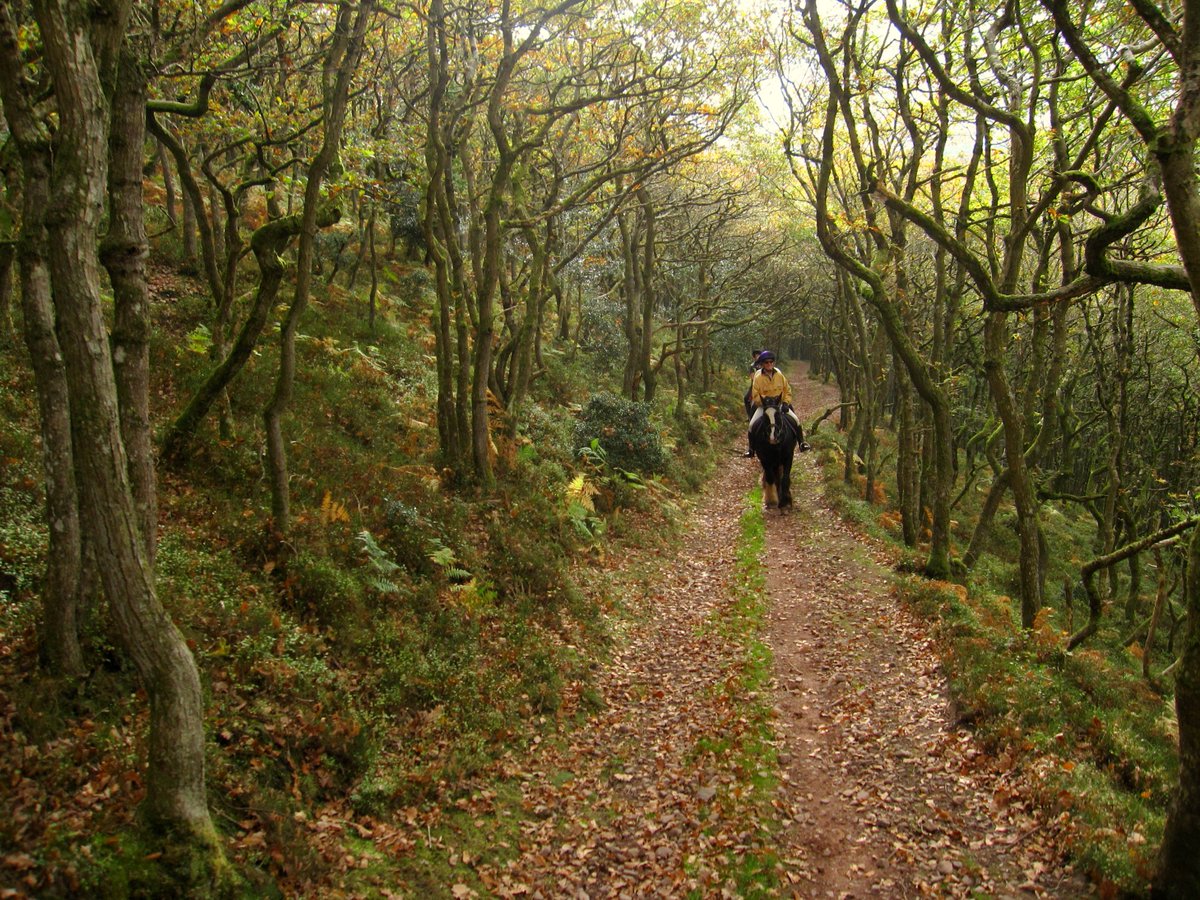 QuantockTrekkin's tweet photo. Bashford Lodge, sleeps 6, 3 wetrooms. Rising Sun pub less than 100m away.  @QuantockTrekkin @secretsomerset @equine_com @WellBeing_Mag @horsefamilymag @outsidemagazine @countrywalking https://t.co/5526nitC5r
