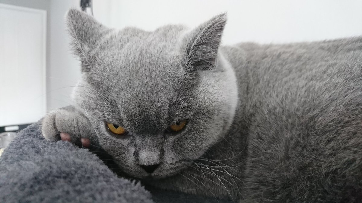 CharlieBSHCat's tweet image. I wish you a great #Caturday. 
#StillGrumpy

#cats #cat #catsofinstagram #Catsoftwitter #britishshorthair #kittensofinstagra  #kittensoftwitter #kitten #kittens #pets #love #CutestPet #cute #purr
