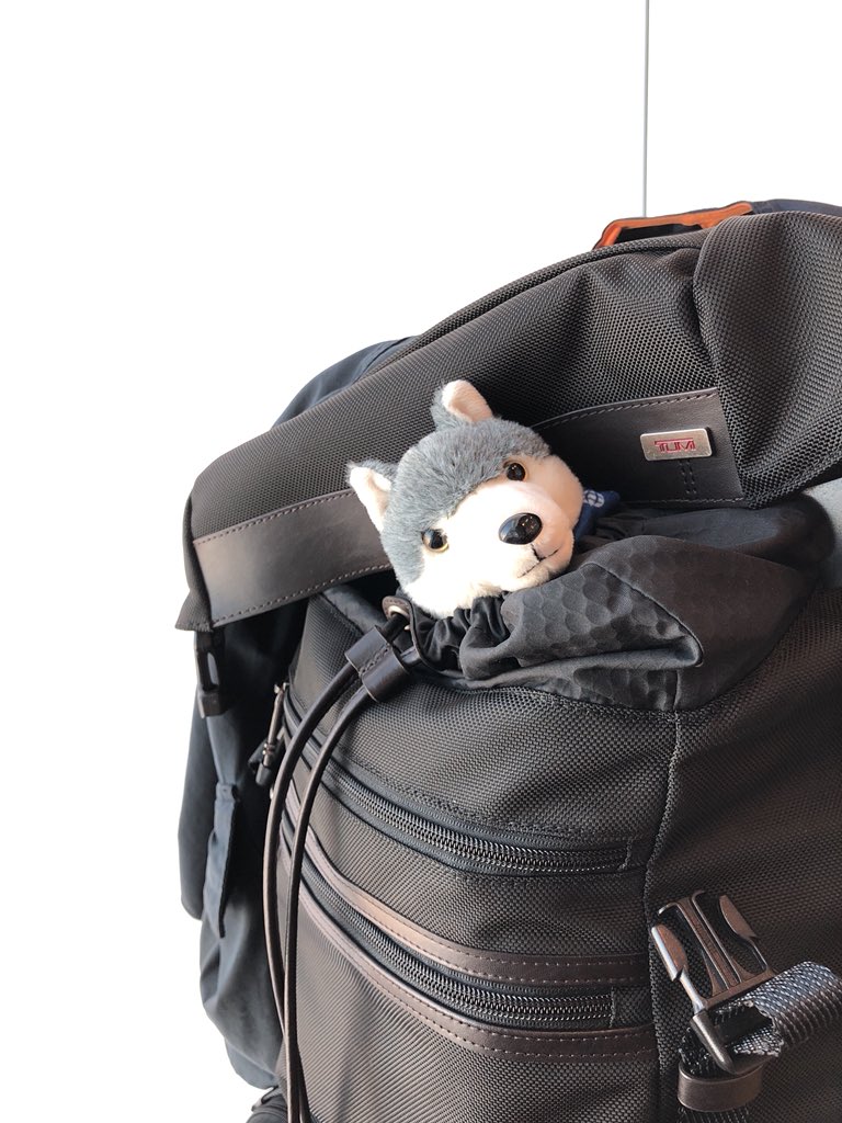 J_R_MUC's tweet photo. #LittleRomeo set to go to Montréal for the IBA employment Conference. @IBAevents #IBARome https://t.co/OMSxjzAIbU