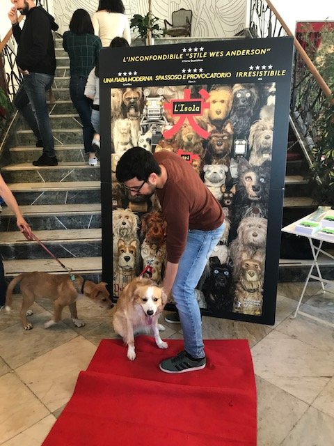 Cani in passerella a #Palermo. 🐕 Per l'anteprima assoluta del nuovo film di #WesAnderson, anche i nostri amici a 4 zampe sono stati invitati ad assistere alla proiezione. 🎥🐶