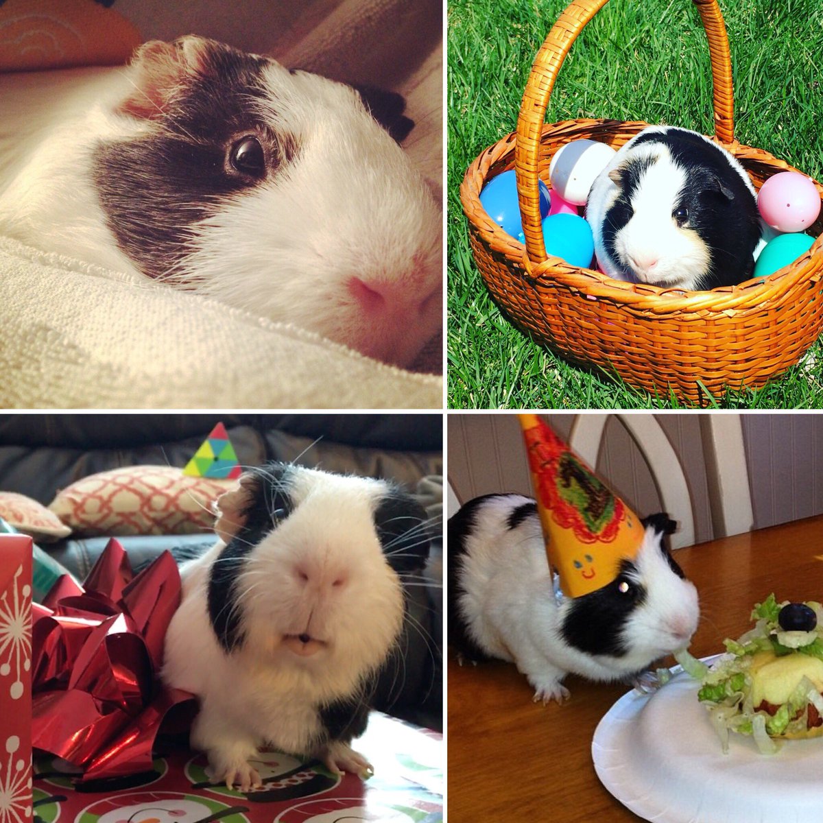 CavyPetey's tweet photo. Me: It’s time for me to pass over the rainbow bridge.
Human: I love you very much, you’re a good boy.
Me: I love you and my other special humans too. Thanks for being my friend. Goodbye.

R.I.P. Petey #OTRB 🌈 
7/04/2013 - 4/26/2018 https://t.co/Dz0N6Bcmhh
