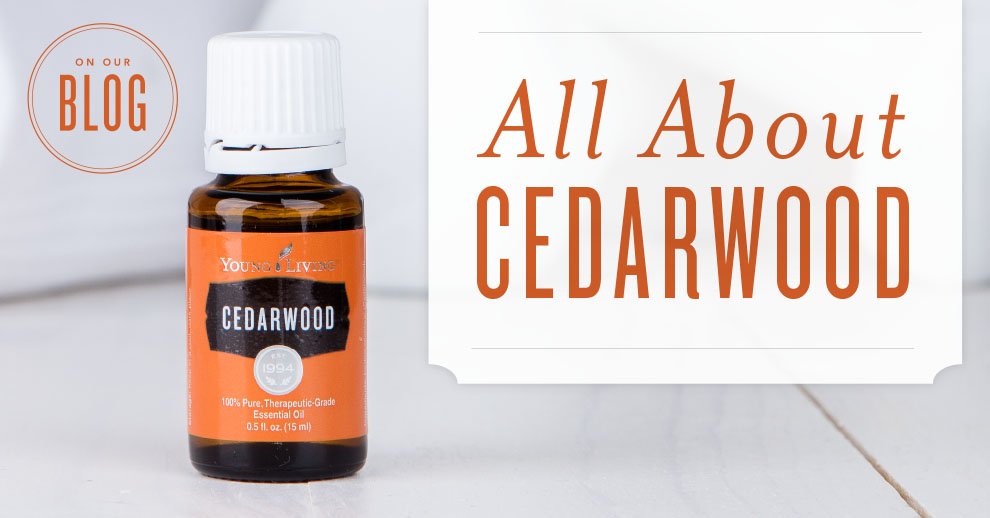 youngliving's tweet photo. #Cedarwood is one of our favorite #essentialoils to add into our beauty routine. 💁‍♀️ Learn about it here: https://t.co/lG4IOlIeL5 #yleo https://t.co/L9ive8xCHV