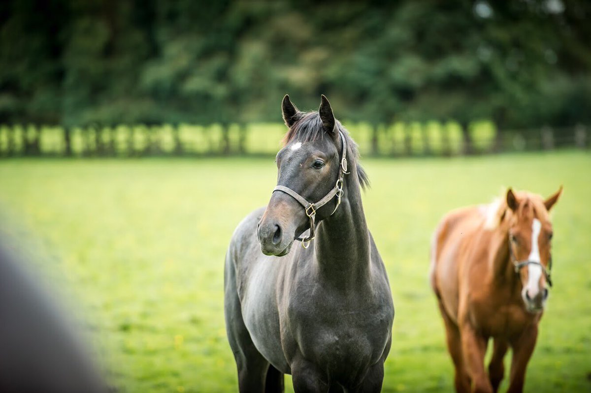 AgaKhanStuds's tweet photo. Salyazi (ex Saliyna) opens his account when winning a maiden race at Cavaillon today. He is a nephew of multiple Gr.1 winner Slickly. Salyazi is pictured here as a yearling in Ireland. #3yoCampaign #2ndwinneroftheday https://t.co/jeHBdVGKnU