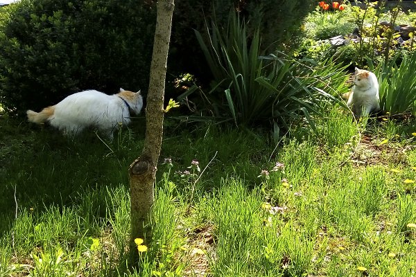 Cat_Invaders tweet picture