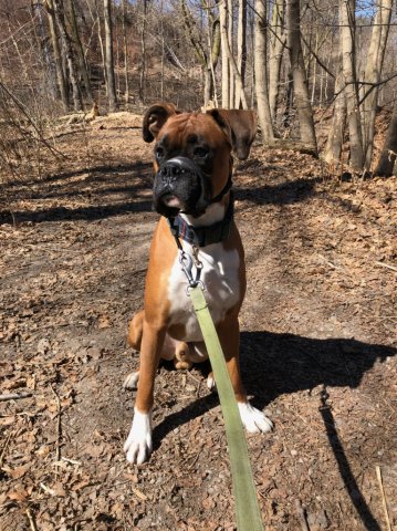 It's a quiet Saturday so we thought it would be best to post some pictures of our boss's dog. #suckup #majorsuckup #boxerbrand
