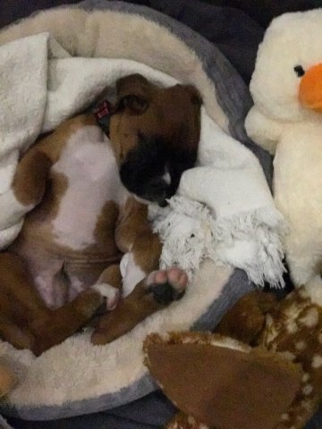 heysonar's tweet photo. It's a quiet Saturday so we thought it would be best to post some pictures of our boss's dog. #suckup #majorsuckup #boxerbrand https://t.co/hTWfe2vJe2