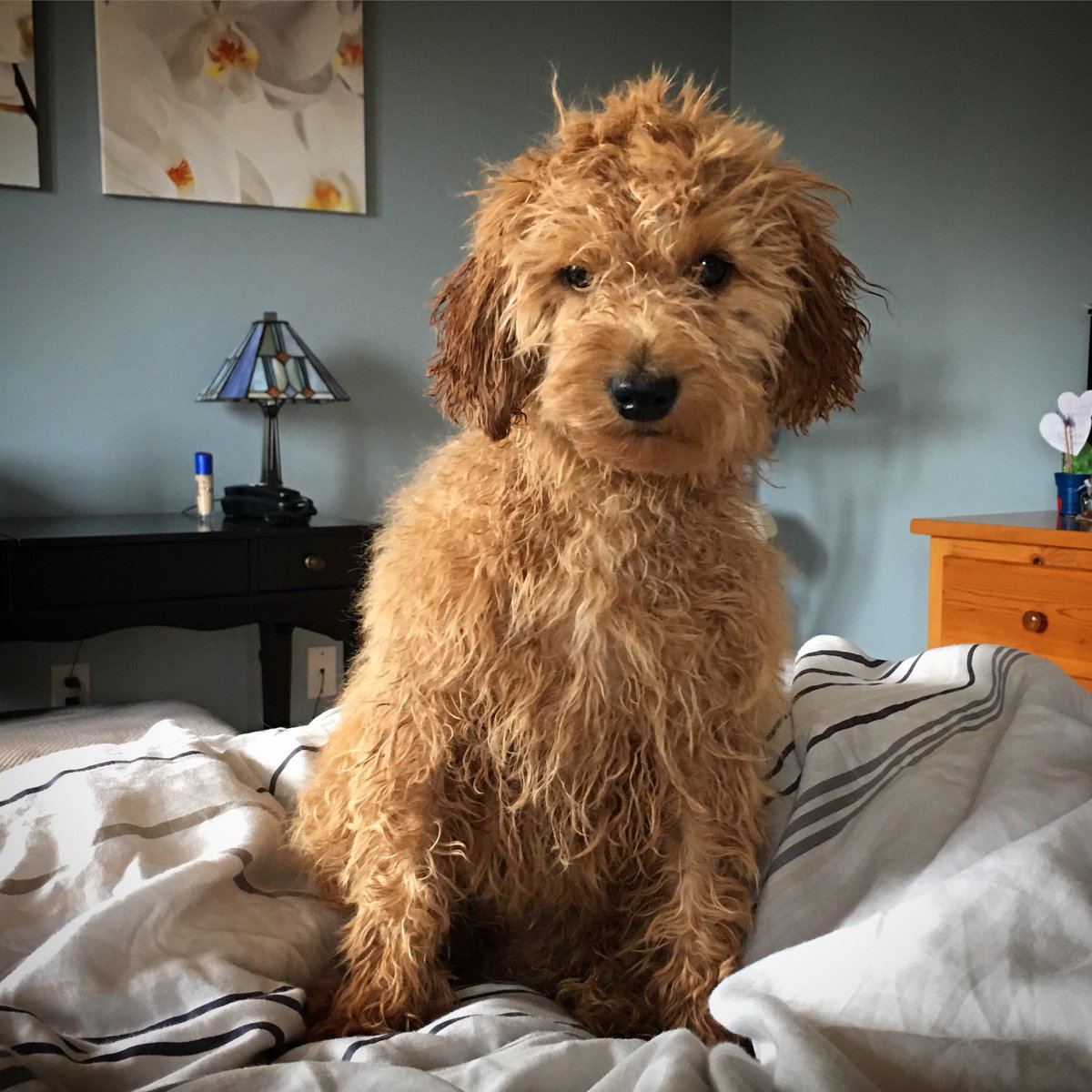 If you guys give me one more of these “bath” things that you call “fun” I’m gonna lose it. .
.
.
#minigoldendoodle #minigoldendoodlesofinstagram #puppypics #puppyoftheday #puppylove #puppies #canadiandoodlesofinstagram #canadiandoodles #goldendoodle #bathtime #puppybath