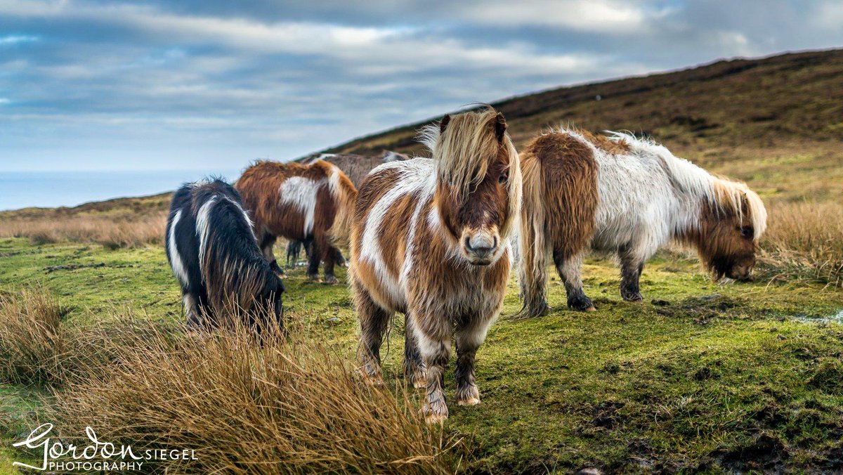 As if one #Shetland pony wasn't cute enough! 😍 #ScotlandisNow 📷 FB/Gordon Siegel Photography