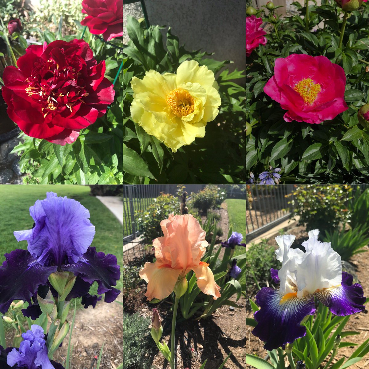 NickGrisafe's tweet photo. Happy Saturday from #Yucaipa, #CA @SyngentaPest #ForLifeUninterrupted @HortErotica @dale_dixon  #Peony #BeardedIris #BringingPlantPotentialToLife #OperationPollinator https://t.co/0ZTt1Uhzff https://t.co/1r2DF7XQZI