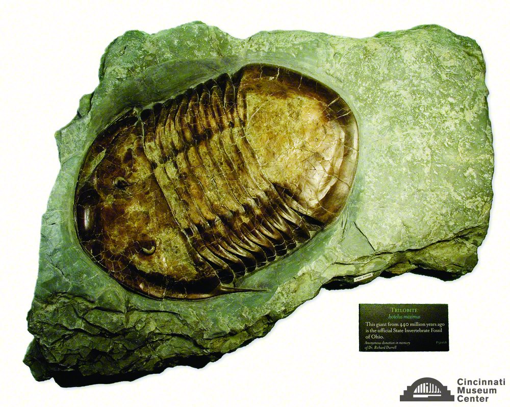 CincyMuseum (@cincymuseum) on Twitter photo Happy <a href="/MuseumWeek/">ᴍᴜsᴇᴜᴍᴡᴇᴇᴋ 🏛</a>! Do you know what Ohio's State Fossil is? Meet #Isotelus, Late Ordovician trilobite! It was designated the official state invertebrate fossil of Ohio June 20, 1985! <a href="/BrendaHunda/">Brenda Hunda</a>, Curator of Invert Paleo shares more:bit.ly/2qqgjcB! #NatureMW #MuseumWeek Happy <a href="/MuseumWeek/">ᴍᴜsᴇᴜᴍᴡᴇᴇᴋ 🏛</a>! Do you know what Ohio's State Fossil is? Meet #Isotelus, Late Ordovician trilobite! It was designated the official state invertebrate fossil of Ohio June 20, 1985! <a href="/BrendaHunda/">Brenda Hunda</a>, Curator of Invert Paleo shares more:bit.ly/2qqgjcB! #NatureMW #MuseumWeek