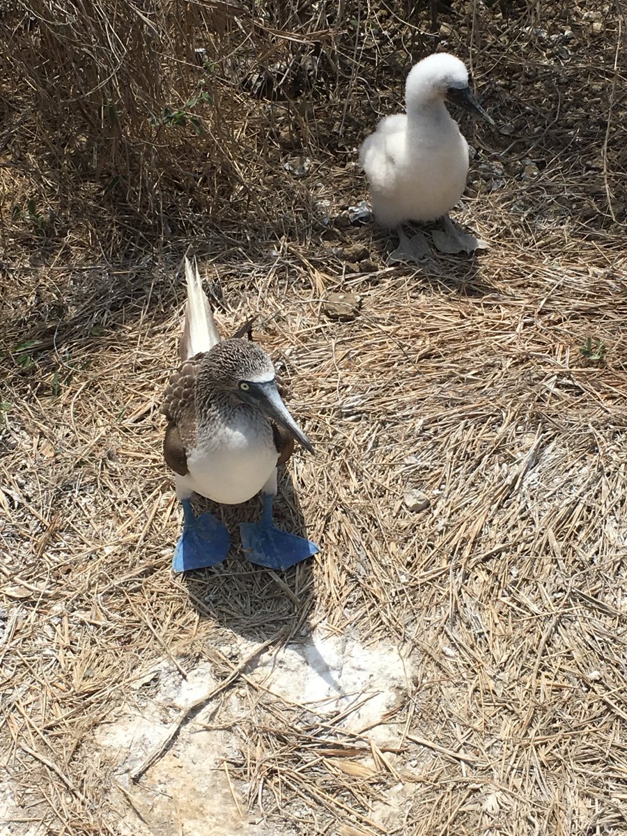 FIMRC's tweet photo. Come to serve, stay for the...
☀️Sunshine
🏝Island Adventures
💙Blue-Footed Booby
Scenic weekends to top off productive weeks in #Ecuador! #ProjectAnconcito #FIMRC https://t.co/ZeDhYpNUlN https://t.co/pDAUH5nE3F