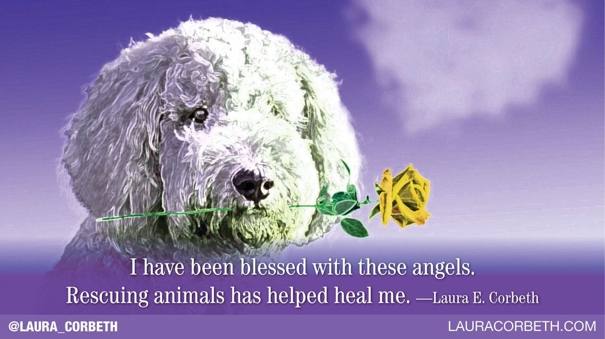 laura_corbeth's tweet photo. Some angels have fur.
Four paws.
Round noses.
And unconditional love.
I am grateful for these angels in my life.
#loveanimals
#animals
#angelanimals
#adoptdontshop https://t.co/bpkwzJhCWl