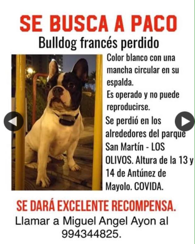 petitpartyperu's tweet photo. Por favor ayúdennos a encontrarlo! #perdido #mascotaperdida #PerroPerdido #ayuda #SeBusca https://t.co/16JVXz5KeA