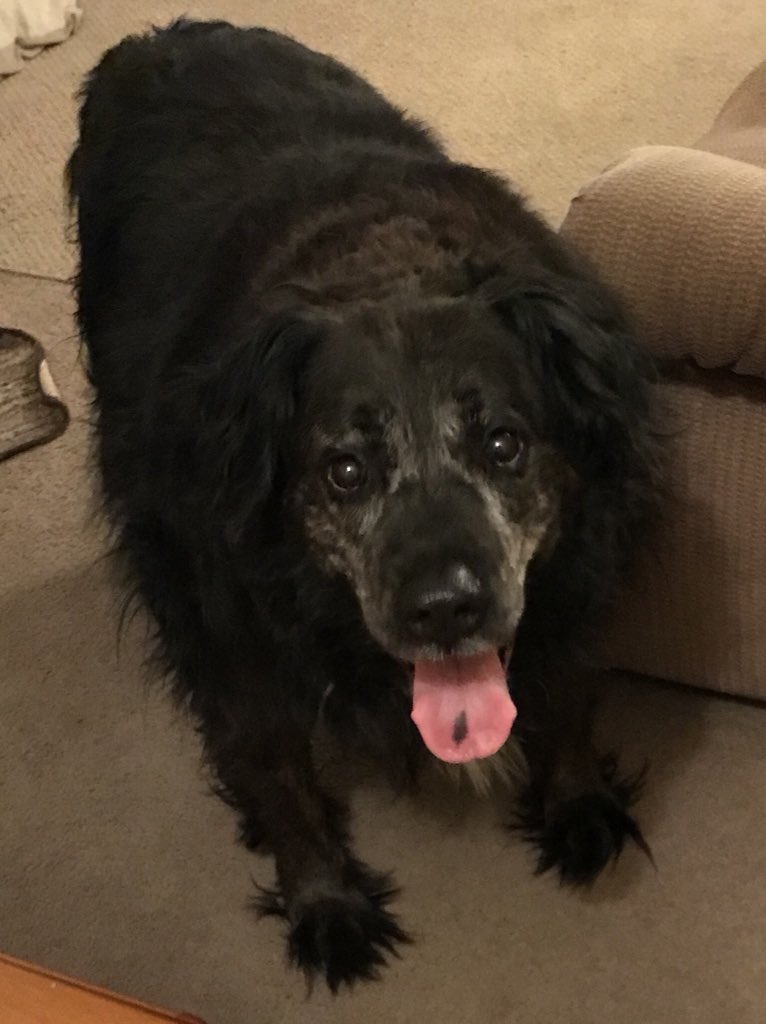 LuvMC_TRJ's tweet photo. My Bentley-He is 9 years old &amp; has been w/me since he was 8 wks old. He’s german shepherd/golden/lab mix. Bentley has torn his ACL &amp; needs surgery but he needs to lose 15-20lbs first.He’s on a strict diet &amp; an anti inflammatory w/walking as tolerated. Prayers &amp; positive vibes pls https://t.co/lg1hfGUTpi