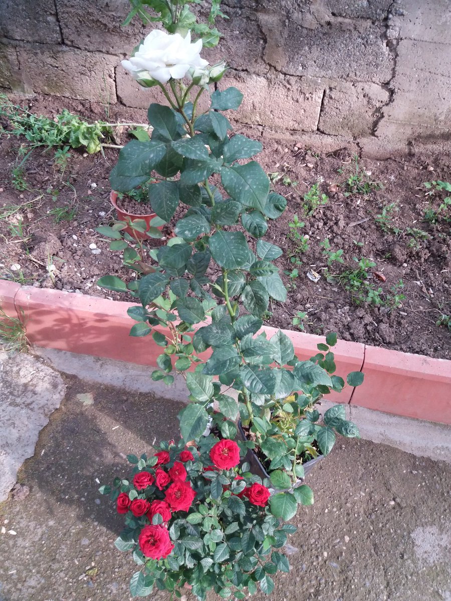 RahimeDogandr's tweet photo. Bunlar benim yeni arkadaşlarım.. Taşırken dikenleri canımı yaksalar da  çok seviyorum onları.. Canım sıkılınca    hemen yanlarına gideceğim.. Onları görür görmez unuturum her şeyi 🌹 https://t.co/BtW0utcI56