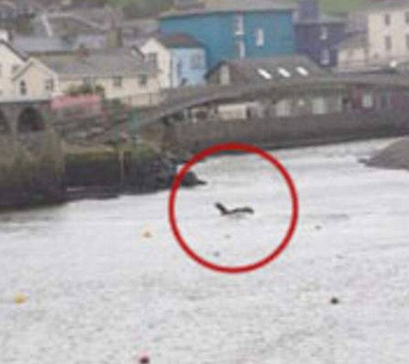 Cryptozoology_'s tweet image. Water Monsters in Britain: Land of the Afanc - cryptozoologynews.com/water-monsters…