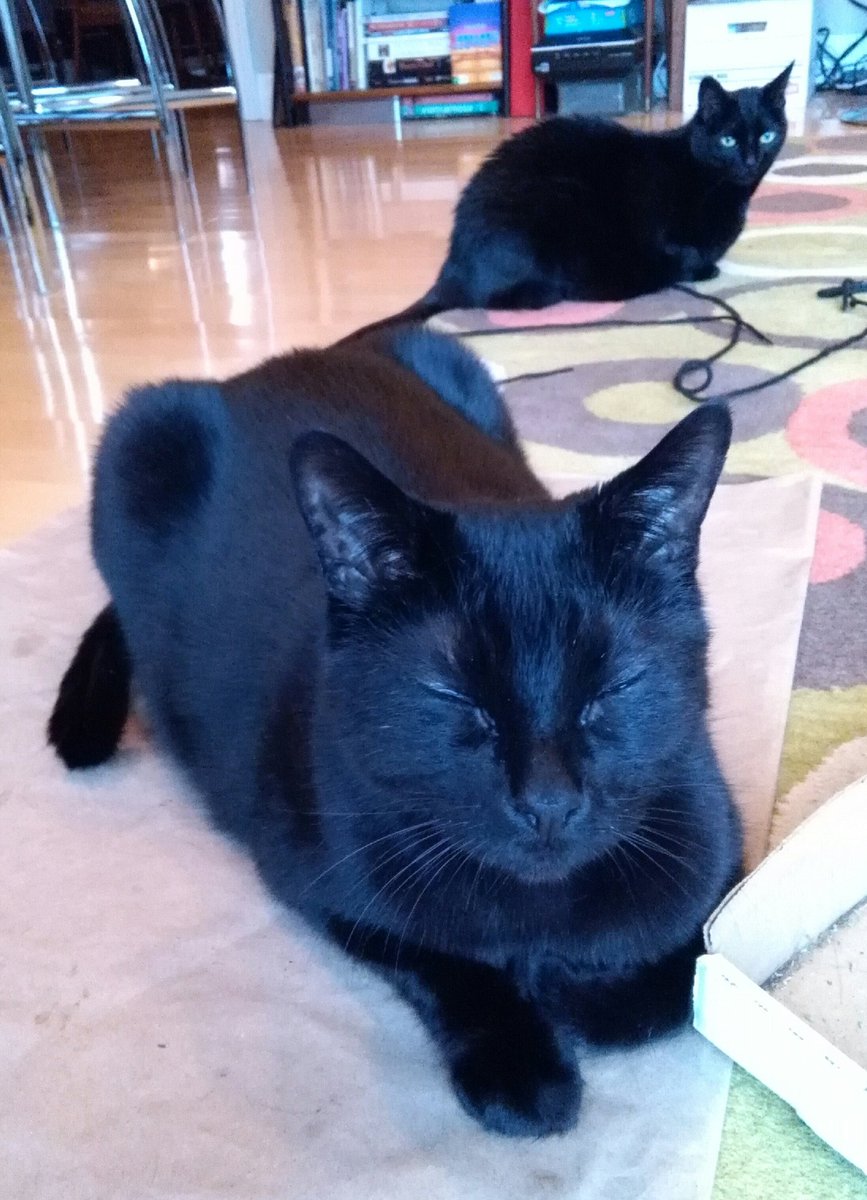CatDisapproval's tweet photo. My punishment for going out last night: Luxor pretending I don't exist, and Cleo avoiding me. It's gonna be a long #Caturday with these #coldcats ! https://t.co/ygdW6HWaA5