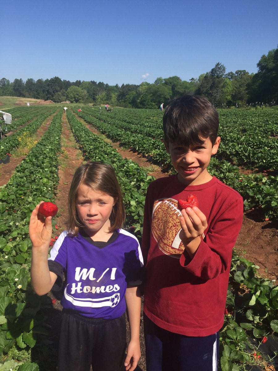 stugraham84's tweet photo. Great day to pick strawberries https://t.co/zi4s0d3tWL