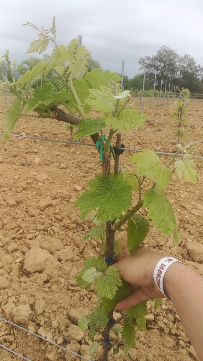 salvadorvv's tweet photo. Formant #cepsjoves i desprès al #Microvi2018 https://t.co/iihCdhmkw8