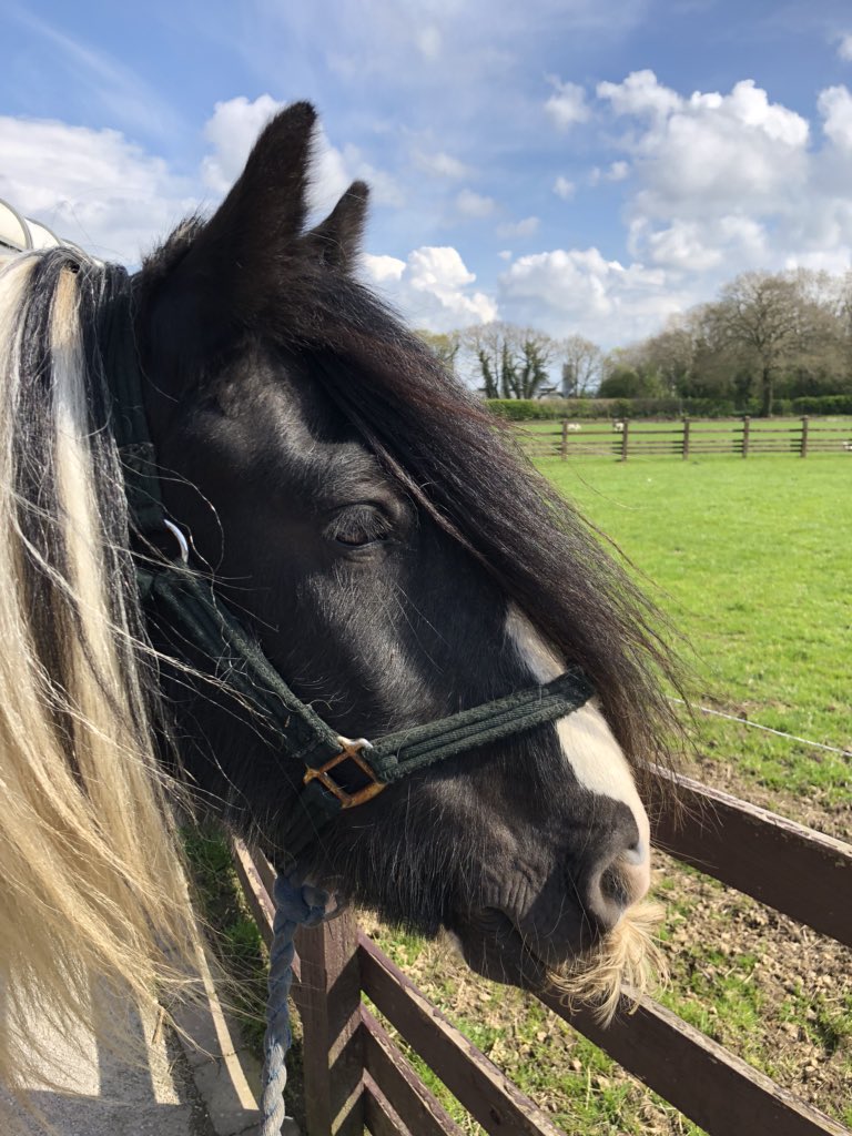 al_hughesy's tweet photo. @Kerry_Ingram Bob sends his congratulations 👏🏻👏🏻 #FreeRein #WellDone https://t.co/0yBxYQfYJa