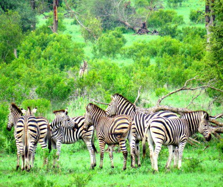 luxurytravel's tweet image. 4 luxury lodges in South Africa's Sabi Sabi Private Reserve bit.ly/1sxOXkc