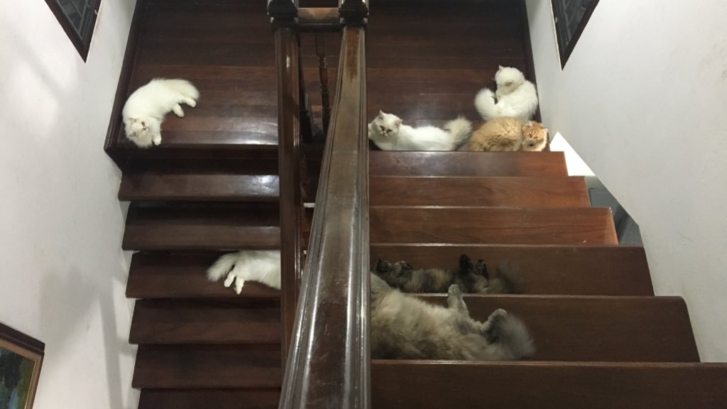 kyxminna's tweet photo. ไม่จำเป็นต้องไปคาเฟ่แมวแล้วป้ะ https://t.co/MSWWA1g3CF