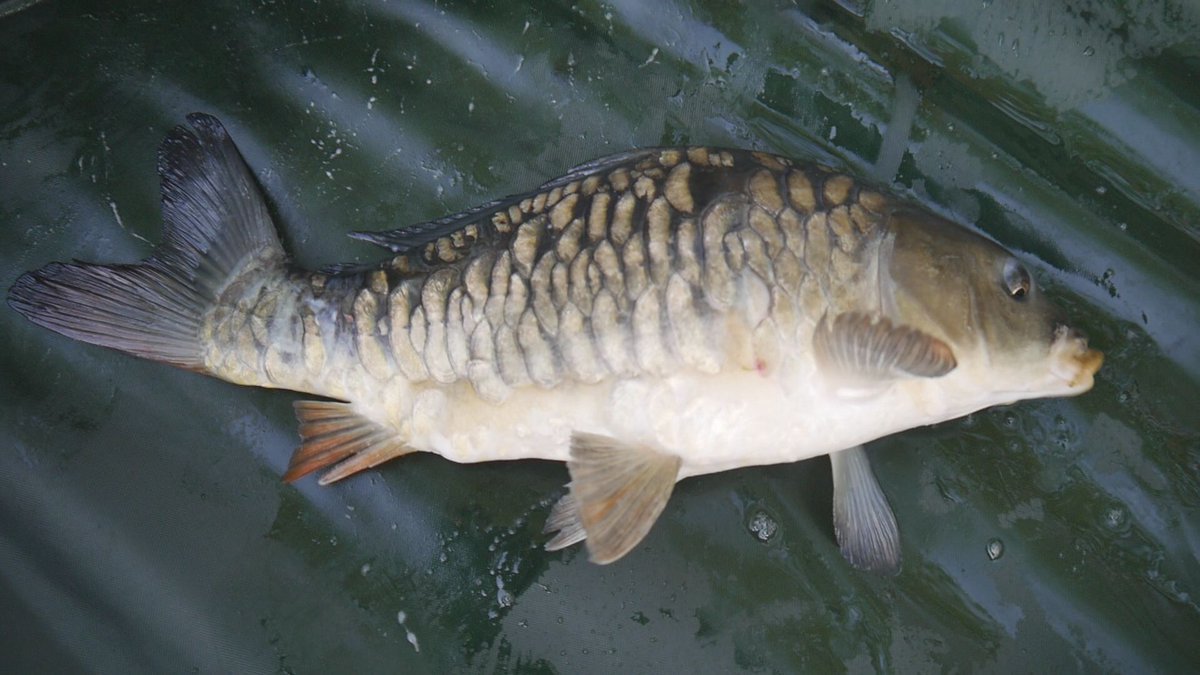 angelninde's tweet photo. Was ein schöner Karpfen gefangen auf eine Naturköderkombi😍

#beauty #carp #nature #baits #angelninde #karpfen #angeln #deutschland https://t.co/064JnrlUX2