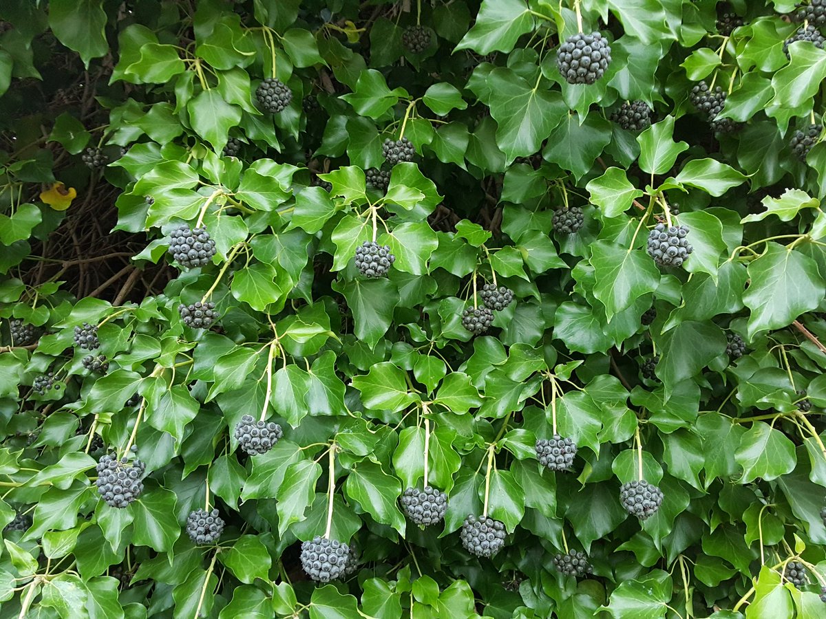 parchivalcornia's tweet photo. NATURA E MITI > Nella sua versione "giovane" con foglie a forma di cuore, L'EDERA era la seconda pianta sacra a Dioniso, oltre alla vite. #natureMW #MuseumWeek @MuseoRioElba @MuseoCanapa @museotattile_VA @Carla_Ardis @TermeNeronePisa @MuseoArcheoCa @MuseiRealiTo @shanidar4 https://t.co/iUMAKERa5x