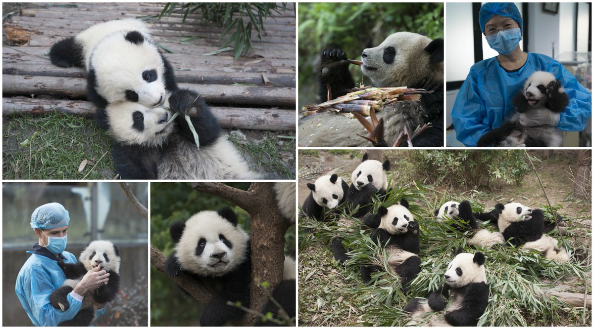 OntScienceCtr's tweet photo. 🐼 #Pandas are back in #Toronto! And this time they're on the big screen. #IMAX Pandas, a heartwarming, family-friendly documentary, opens today. 🐼 Photos: Drew Fellman #imaxpandas #omnimax  #exclusive engagement https://t.co/fH5NMzmcRy https://t.co/s2xnAKgrPg