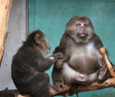 Primates Japan Monkey Centre Hail To The King Zalva The Tibetan Macaque Is One Of The Most Popular Monkeys At Japanmonkeycentre Meet Zalva At Asian House Read The Full