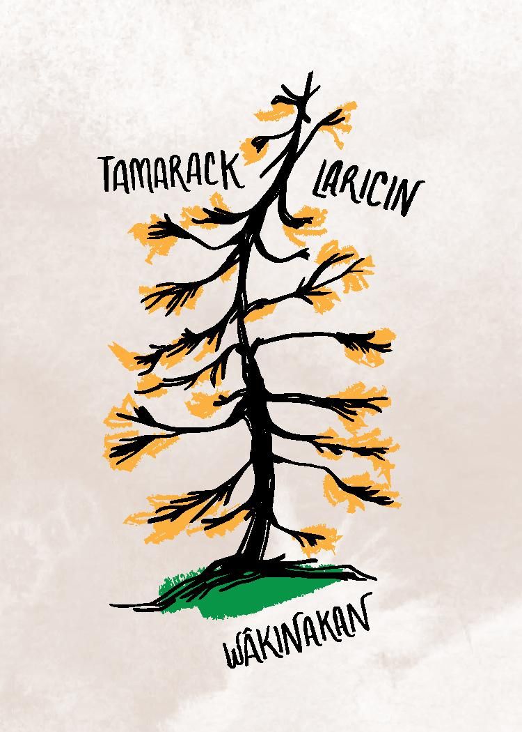 RoyalAlberta's tweet photo. To celebrate #natureMW we wanted to preview some of the illustrated tree specimens that will be in our new Children's Gallery! You'll notice that the trees are labelled in French, English, &amp; Nehiyawewin (Plains Cree). Cree is one of many Indigenous languages spoken in #YEG. https://t.co/FVnQQbGG5R