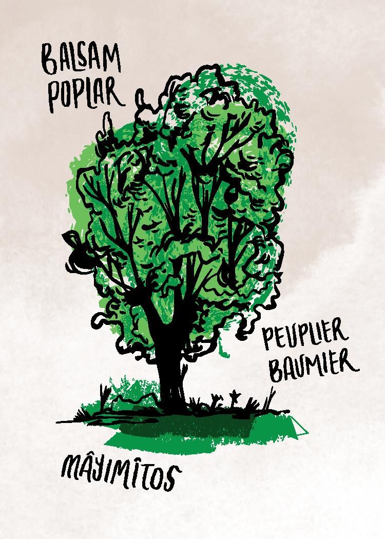 RoyalAlberta's tweet photo. To celebrate #natureMW we wanted to preview some of the illustrated tree specimens that will be in our new Children's Gallery! You'll notice that the trees are labelled in French, English, &amp; Nehiyawewin (Plains Cree). Cree is one of many Indigenous languages spoken in #YEG. https://t.co/FVnQQbGG5R