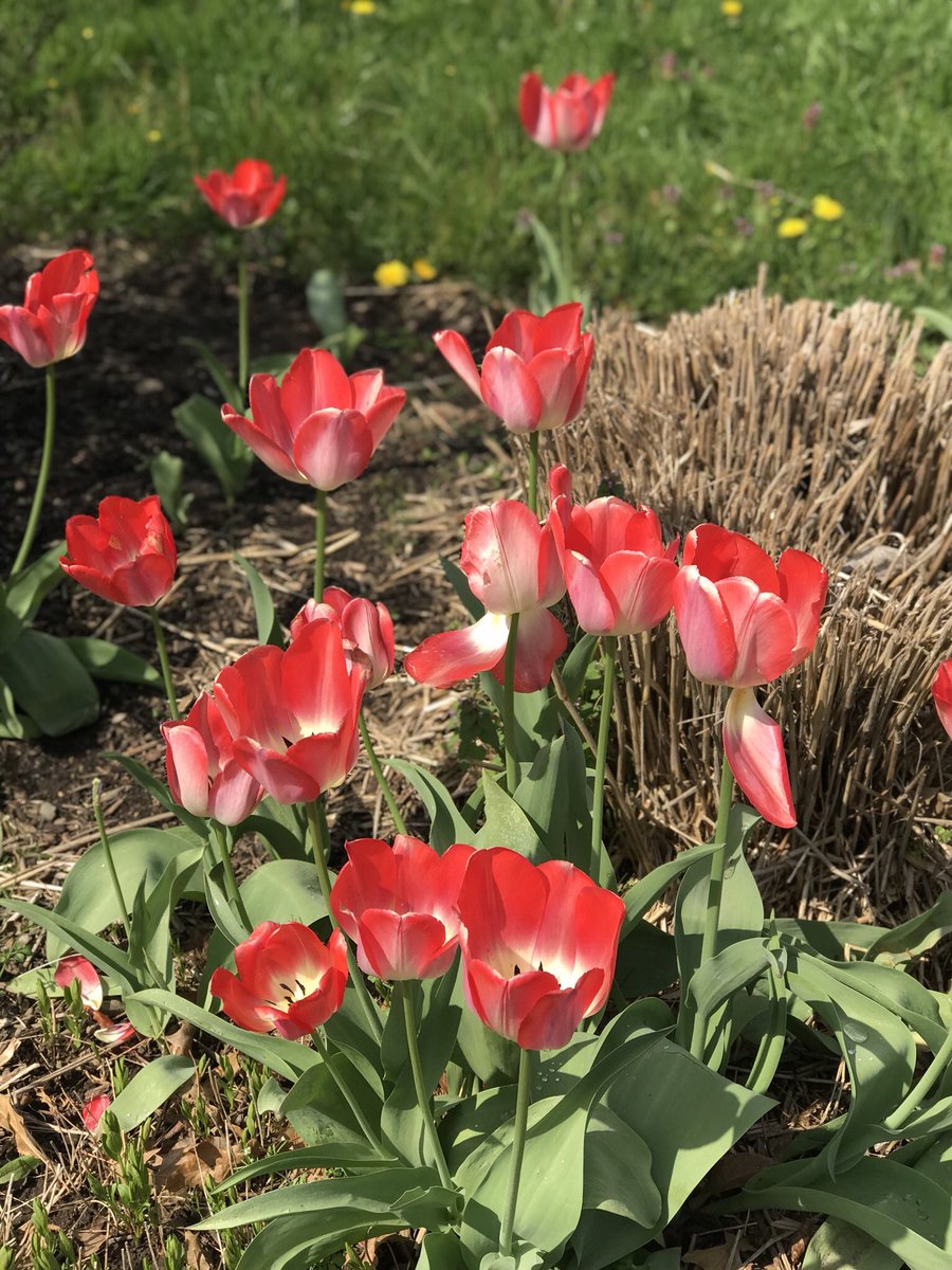 BlueHenSteph's tweet photo. Just took a walk through the gardens with @BlueHenLaurenP ! https://t.co/oA07JN7JU5