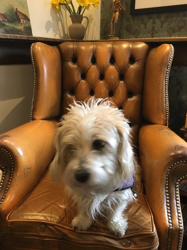 camrasmith's tweet photo. We found the comfy chair in The Punter, Cambridge. Award winning Turpin’s Black beer and the company of another Jack Russell cross, Mo. I know she looks a bit like me.
Last pub on this delivery round.
Walk across the river to Haymakers coming up! https://t.co/jXZC4LXttJ