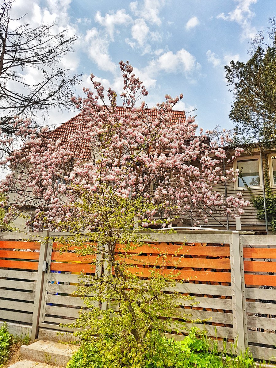 kas_ski's tweet photo. #magnolia #wiosna #springtime #kwiecien #sopockilans #weekendwsopocie #sopot #loves_sopot #drzewo #kwiaty #weekend #kolorowo #samsung #sgs7 https://t.co/CScmSqwe7P